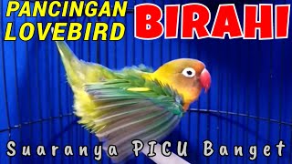 Download lagu Pancingan Suara Lovebird Betina Birahi Picu Lb Betina Birahi Bunyi & Lb Jantan Birahi mp3