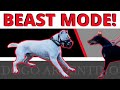 Powerful Dogo Argentino Growls at Mom! - Learn ways to deal with this.