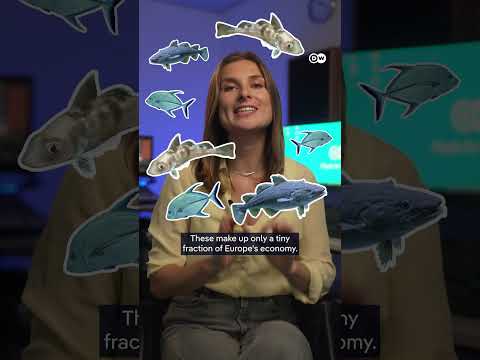 Why do fish have so much power in Europe’s politics? | DW News