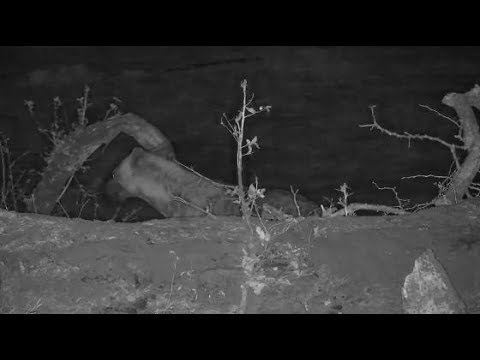 Djuma: Lone Hyena behind old pan maybe eating something - 18:41 - 10/29/19