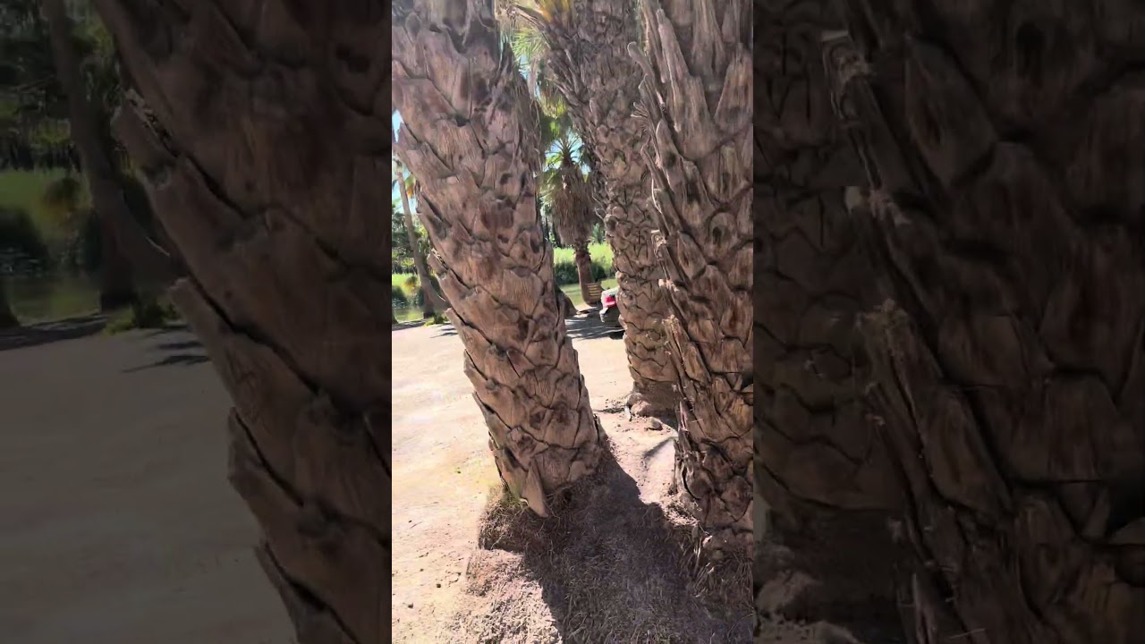 Los Petates Camping & RV Park — San Ignacio, Baja California Sur, Mexico dispersed campsite