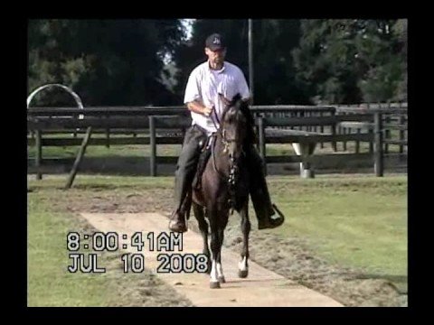 Bolero Del Ritmo in 2008