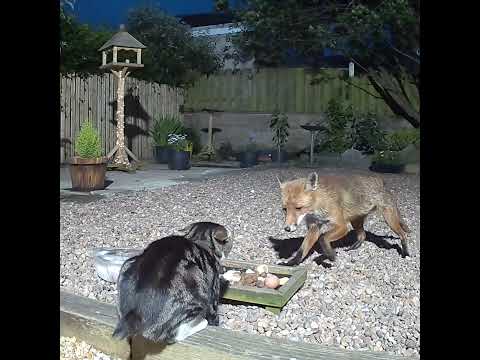 Fighting at the food dish, cat v fox round 1