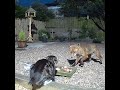 Fighting At The Food Dish Cat V Fox Round 1