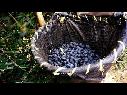 Fundo La Noria - Video Oficial