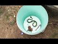 Commonly Encountered Animals Snakes Wildanimals Fog Yongsieutv Mo4ke