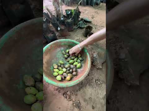 From Seed to Sprout: Growing Almond Tree’s 🌳