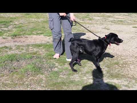 Vídeo de NASH