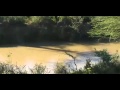 Hippo High Dive