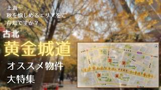 【上海の街紹介】上海一、秋を愉しめるエリアをご存知ですか?『黄金城道』