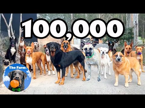 How a Dog Daycare Business Became a Dog Home for Unwanted Dogs | 100,000 Subscribers | The Farm