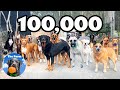From the Beginning ZERO to 100,000 Subscribers on YouTube | The Farm for DOGS