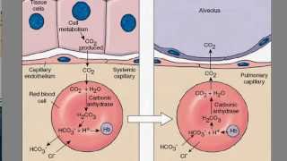 BioFlix Gas Exchange | Pearson+ Channels