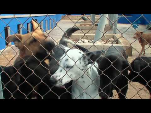 El Ayto. de La Nucía subvenciona con 40.000€ a la Protectora para la gestión del Refugio de Animales