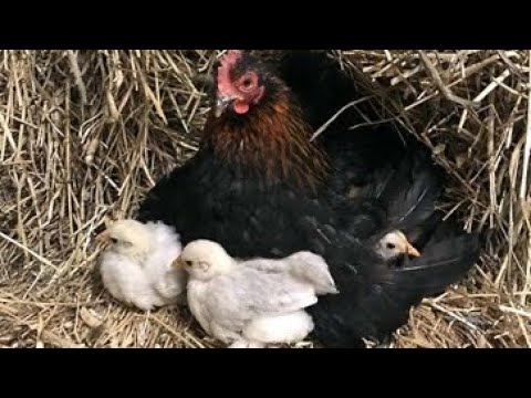 The Village Band Walter Van Brunt