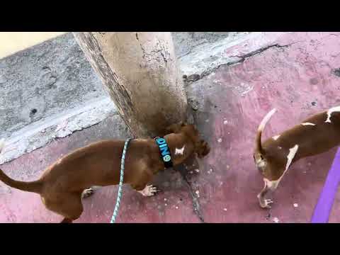 Los perros se descontrolan | ODÍN Y ATENEA