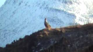 preview picture of video 'Adult White-tailed Eagle Scotland 11 February 2009'