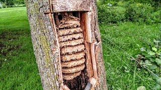 European Hornets Wasps Massive swarm Removal Inside tree