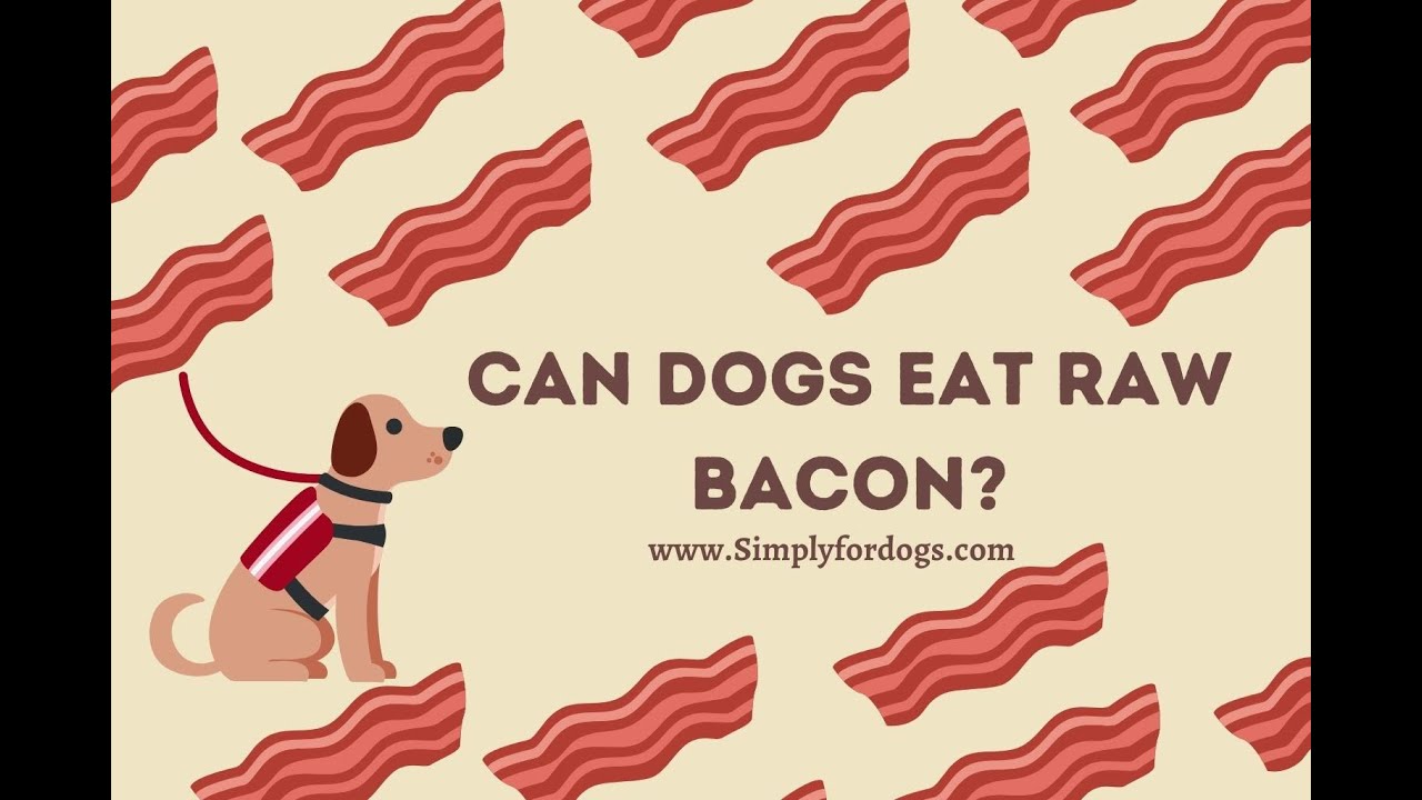 What happens if your dog eats raw bacon? Tipseri