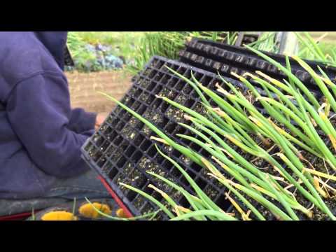 Our Italian transplanter in action