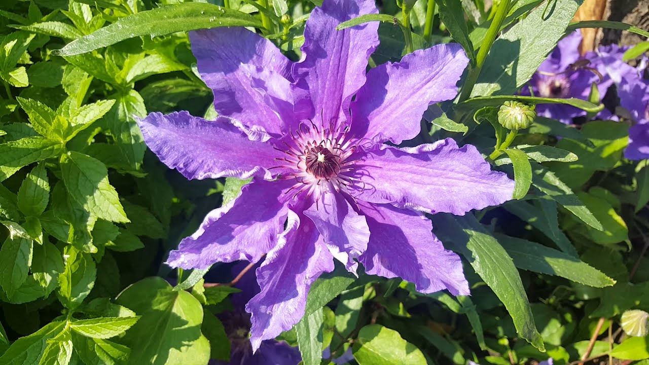 Клематис Ксерксес ( Clematis Xerxes ). Английские клематисы . Группа витицелла ( Viticella) .