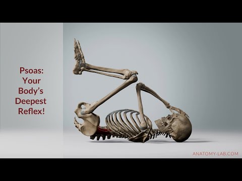 "Fight, Flight, or Freeze: The Psoas Muscle’s Role in Stress"