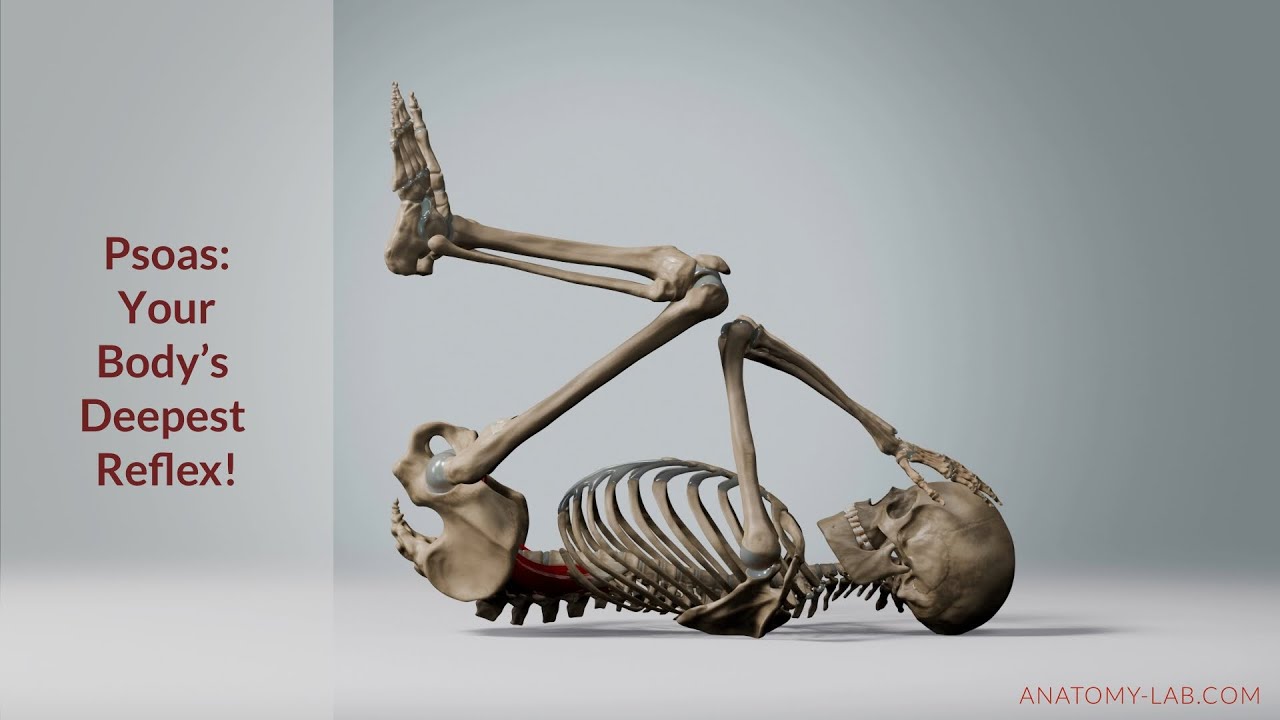 "Fight, Flight, or Freeze: The Psoas Muscle’s Role in Stress"