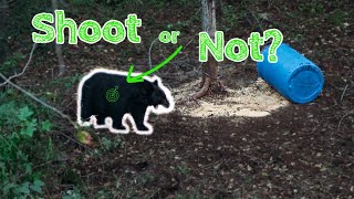 New HUNTER Successful FALL BEAR HUNT + a Yawning Bear + How to Aim on 1/4 away bear (Manitoba 2022)