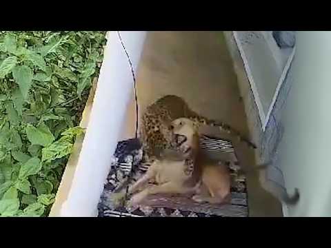 Hero Pet Owner Saves Dog from Leopard Attack