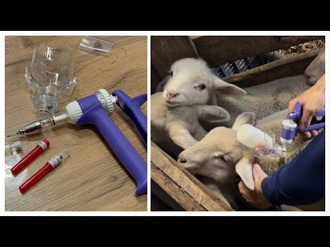 , title : 'Tömegoltó beüzemelés és bárányok oltása – Lamb’s vaccination with premium injector'