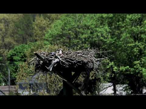 Osprey Update 5 6 23 East