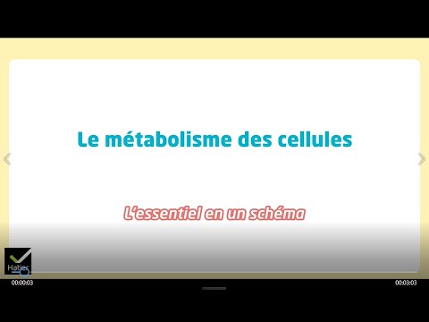 SVT 2de - Schéma bilan : Le métabolisme des cellules