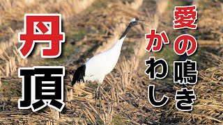 お互いの愛を深めるTancho confirms their love for each other