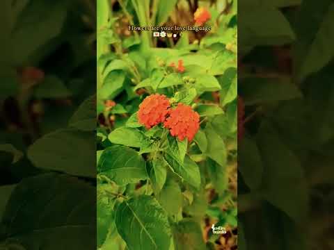 #Naziya shorts #flowers #love #nature #beautiful 🥰✨🌹🌺