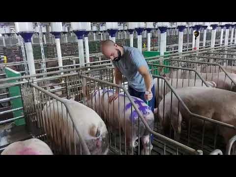 Postupak osemenjavanja krmača