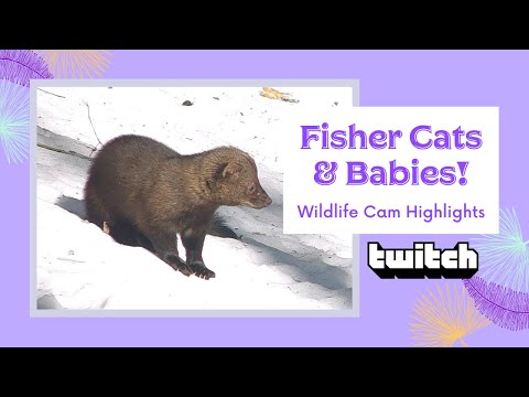 Fisher Cats with Babies! | Livestream Highlights