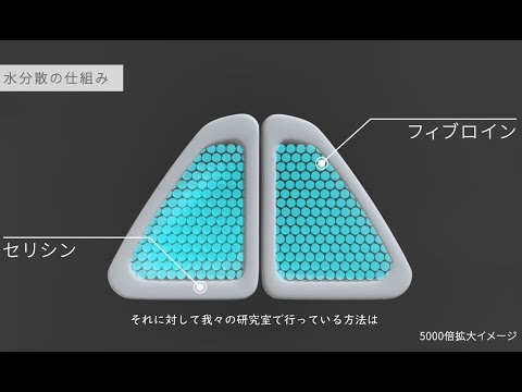 応用生物学課程 【京都工芸繊維大学】（研究紹介）繊維学系　岡久陽子 准教授