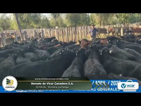 02-04-26 - Remate de Vicar Ganadera S.A. -  Victorica, La Pampa