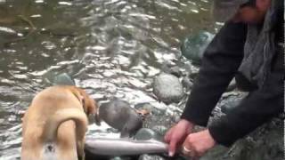 preview picture of video 'Our Puggle - Dingo the Fishin Dog.mp4'