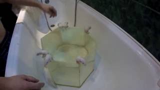 Смотреть онлайн Как научить домашних крыс плавать