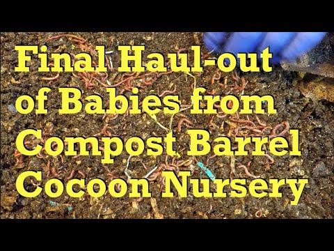 Final baby worm haul-out from compost barrel's cocoon nursery - vermicompost