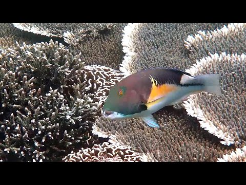 Snorkeling Komodo. Komodo Resort HouseReef Parte 1. East Nusa Tenggara. Indonésia. Junho de 2022