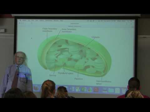 34. Ahern's BB 350 at Oregon State University - Photosynthesis