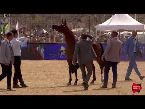 N.32 DHAI AL SAKAB - Menton 2018 - 2 Years Old Fillies (Class 2A)