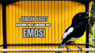 Download lagu Suara Burung KACER GACOR Ngeplong memanggil Lawan ampuh bikin Kacer Manapun Seketika ikut Konslet mp3