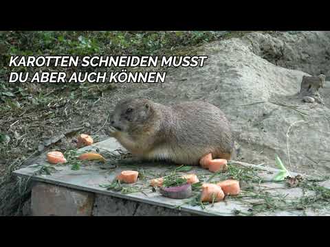 Tiergarten Walding Jobs - Tierparkjobs Oberösterreich Helfer gesucht Landwirtschaftliche Mitarbeiter