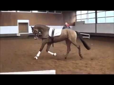 Altmarkhofs Rosenquarz  MD v. Mareekk  - Roadster/Old.