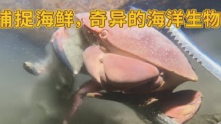 捕捉海鲜，奇异的海洋生物