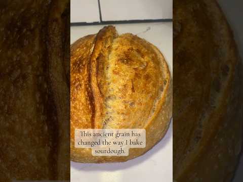 Sourdough With Kamut Flour? The Best Flavor Ever 🍞✨ #sourdoughbread #breadtok #ancientgrains