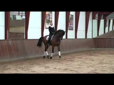 Fern Hill Derry in training at Andreas Helgstrand's barn